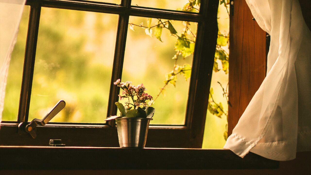 窓辺に置かれた草花の鉢